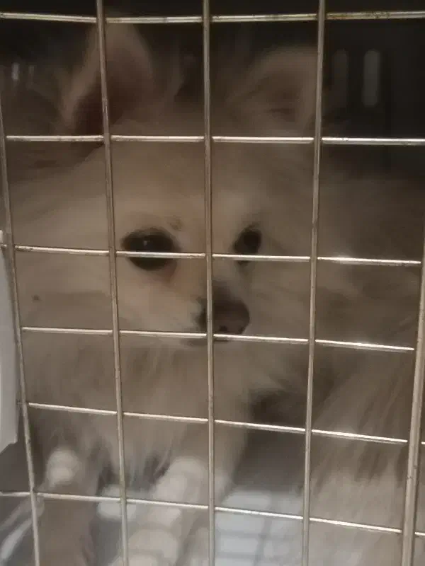 پامر سفید ماده|سگ|پرند, فاز ۴|دیوار