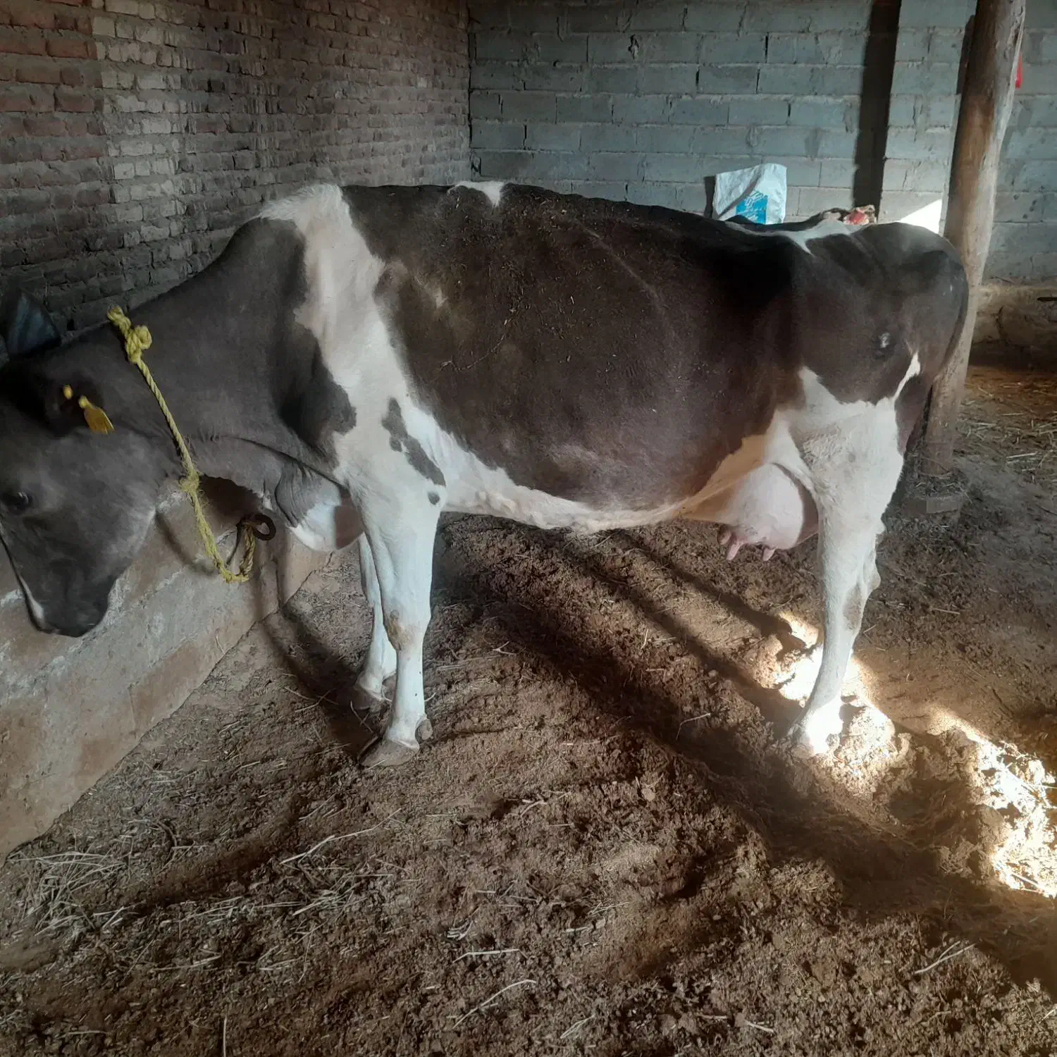 گاو شیری|حیوانات مزرعه|فیروزآباد (آذربایجان), |دیوار