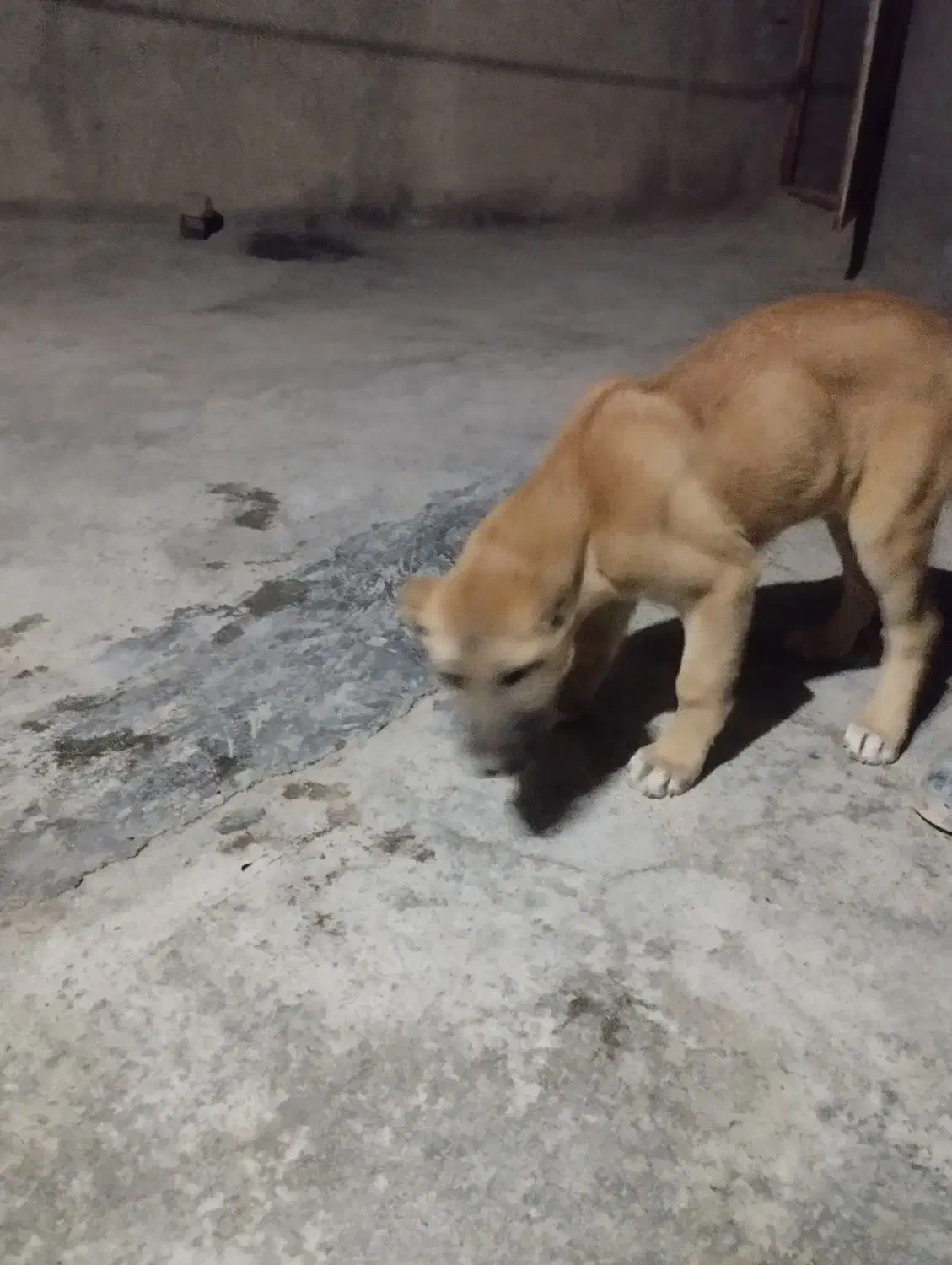 سگ نر|سگ|شیروان (خراسان), |دیوار