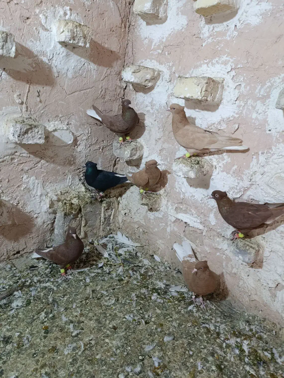 ۷تا ماده دم سفید|پرنده|اسفراین, |دیوار