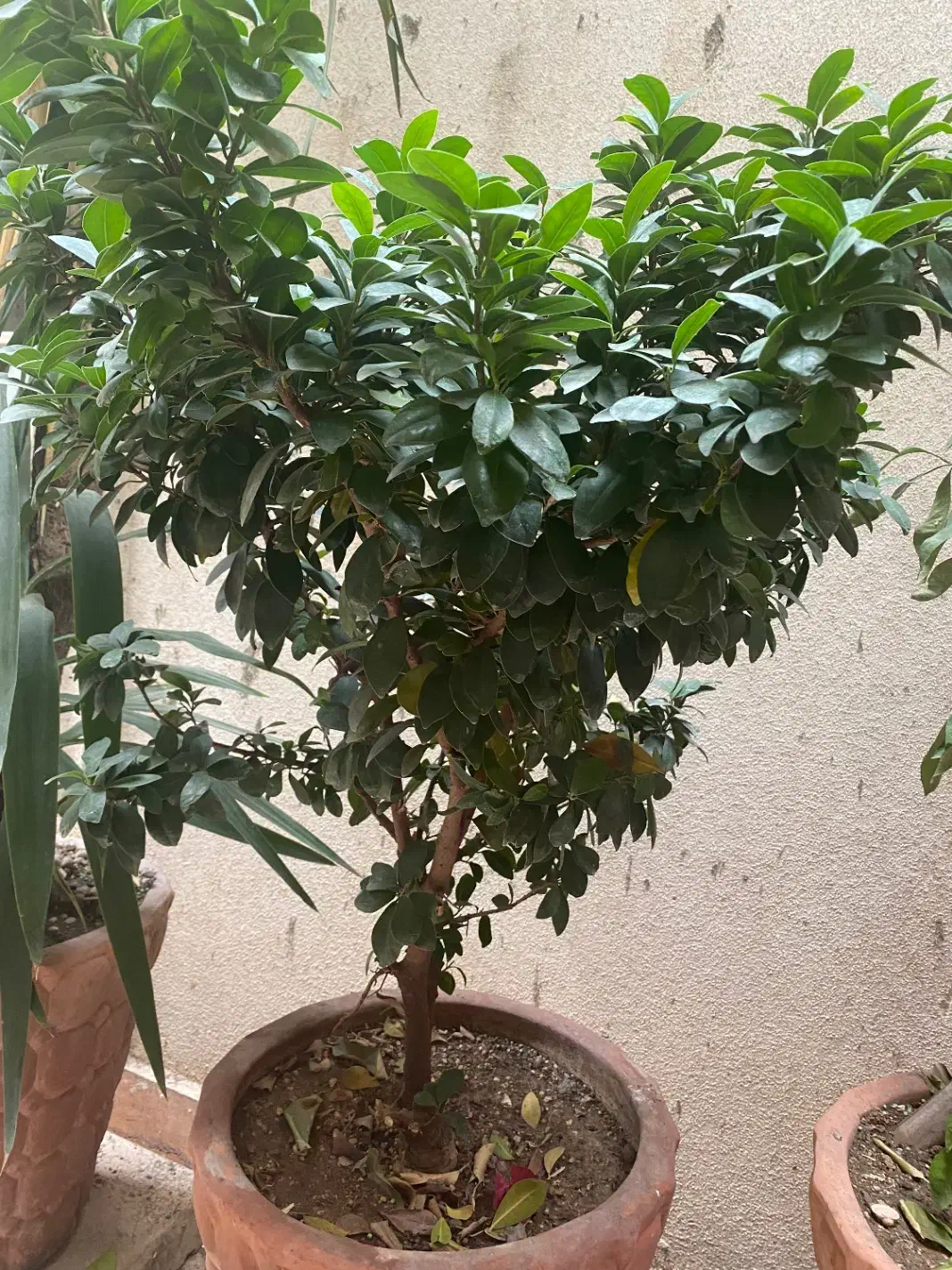 گل بن سا|گل و گیاه طبیعی|تهران, میرداماد|دیوار