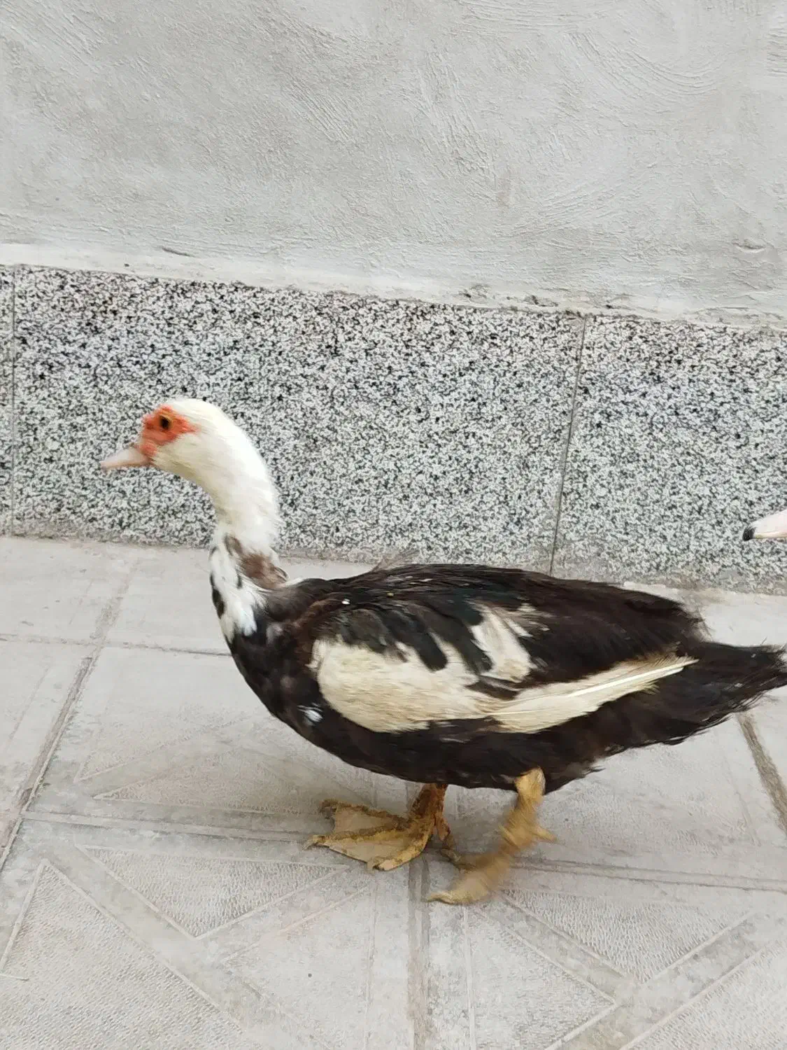 اردک مسکویی|حیوانات مزرعه|راور, |دیوار