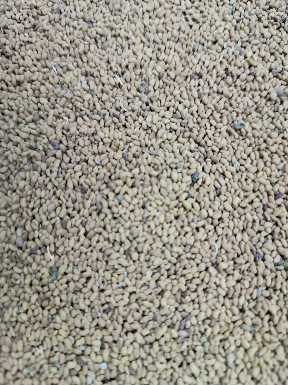 بذریونجه دستگیر|عمده‌فروشی|بهبهان, |دیوار