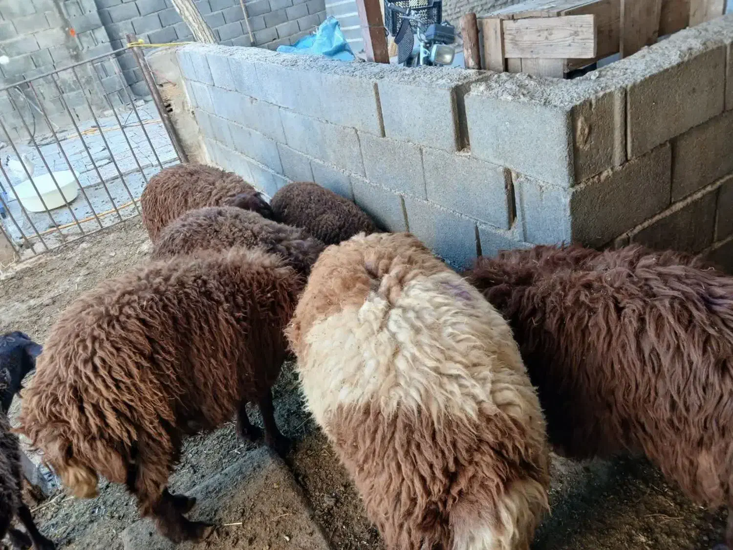 میش و بره جوان و بره نر کیلویی|حیوانات مزرعه|خمین, |دیوار