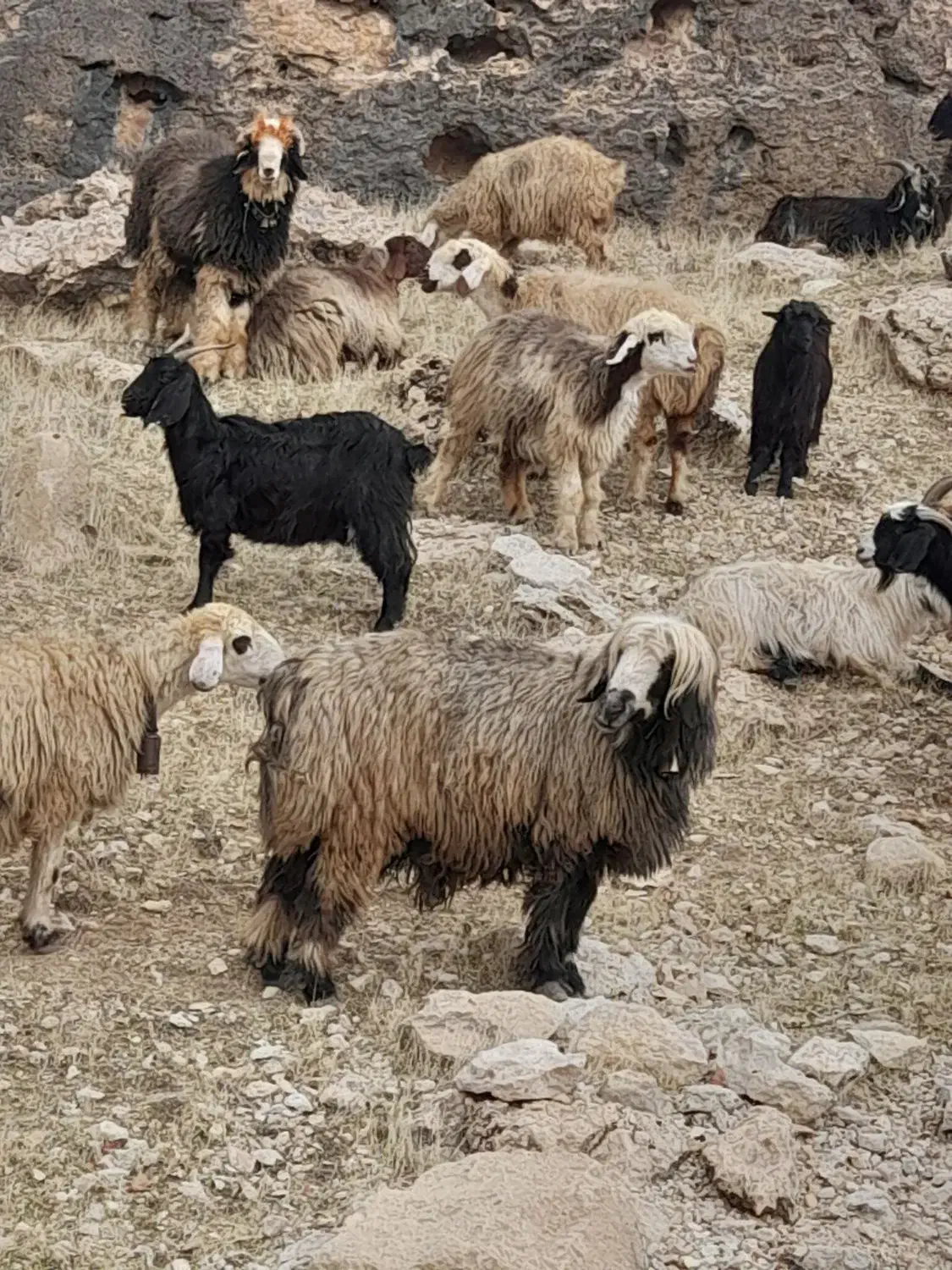 قوچ فروشی|حیوانات مزرعه|رودشت (چهارمحال و بختیاری), |دیوار