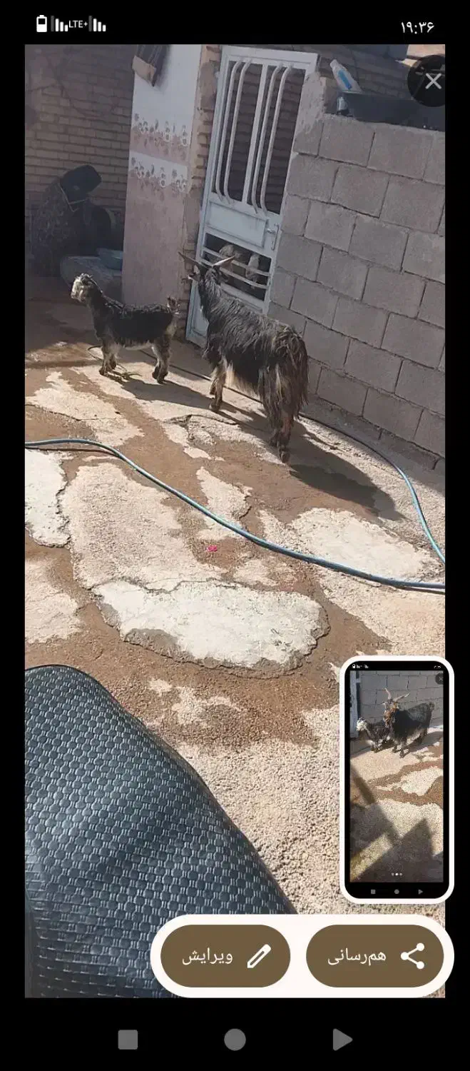 بزو‌بزغاله|حیوانات مزرعه|دزفول, |دیوار