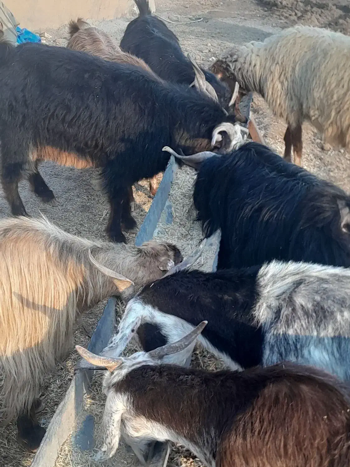 تعدادی قوچ،بز با بزغاله، شک، بزغاله، بز خشک|حیوانات مزرعه|هندمینی, |دیوار