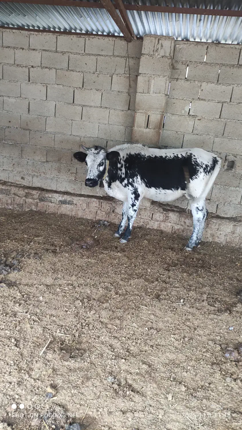 گاو فروشی|حیوانات مزرعه|رامیان, |دیوار