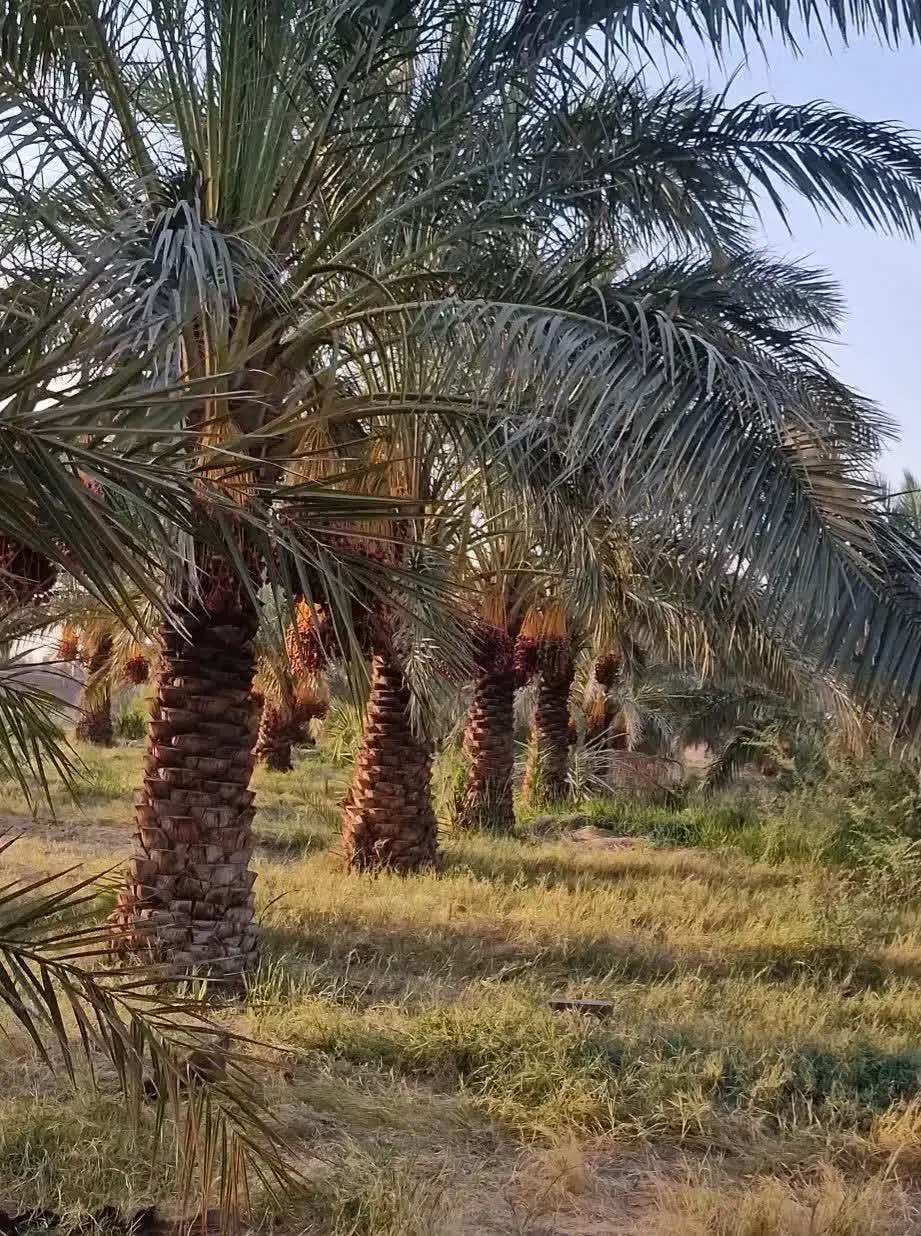 چهار هکتار زمین کشاورزی حدود دویست عدد درخت خرما|فروش دفتر صنعتی، کشاورزی، تجاری|زاهدان, |دیوار