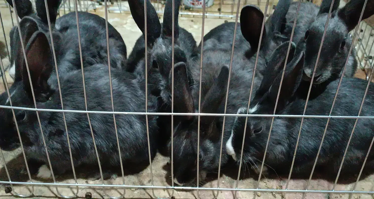 خرگوش سالم 200تخفیفم به خریدار میدم|موش و خرگوش|پاکدشت, پاکدشت (مامازند)|دیوار