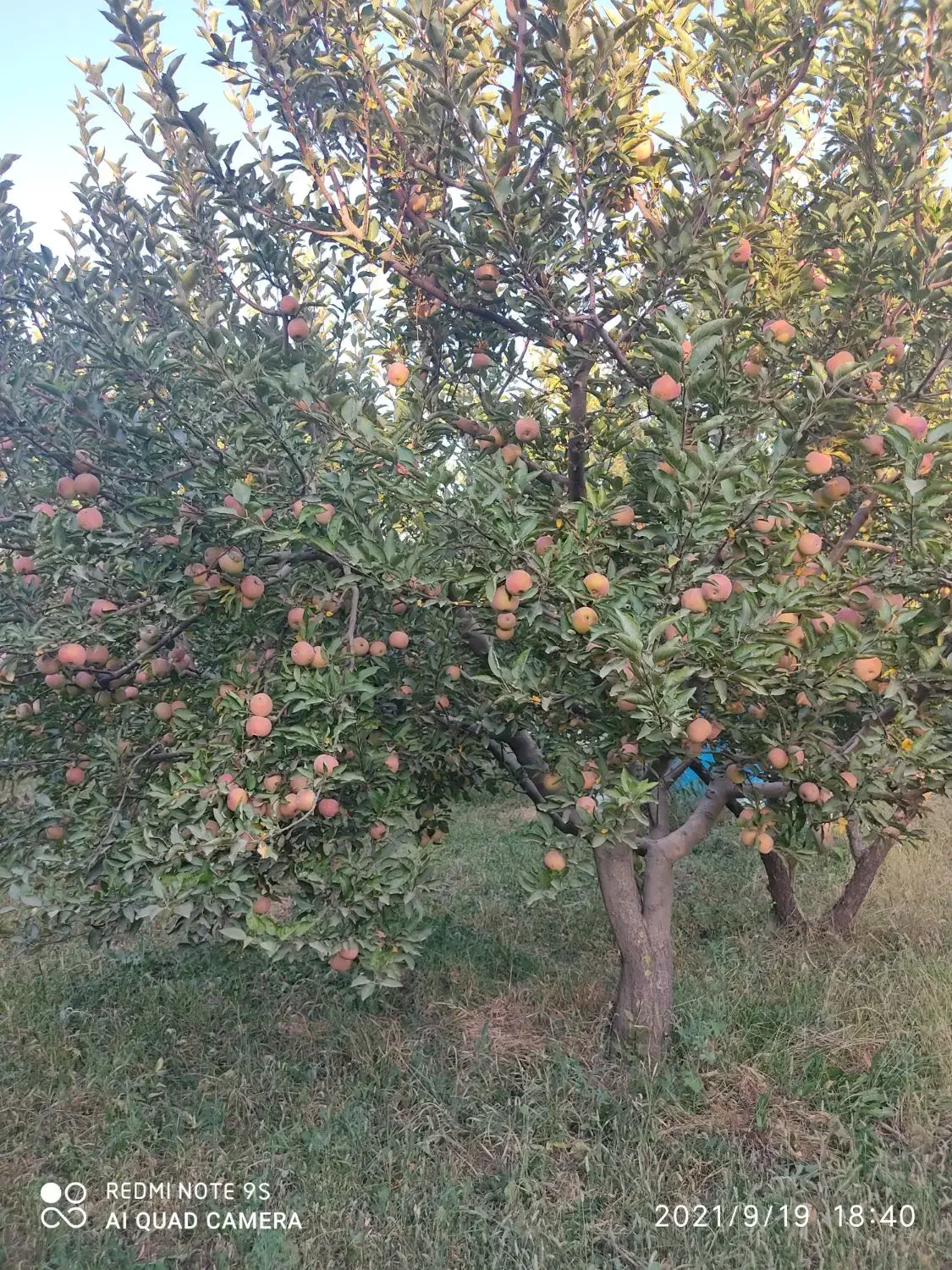 باغ سیب فروشی|فروش خانه و ویلا|نهاوند, |دیوار