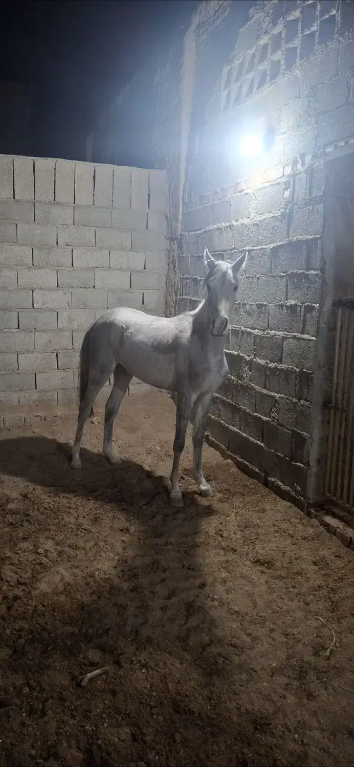 کره مادیون عرب یکسر|اسب و تجهیزات اسب‌سواری|ماهان, |دیوار