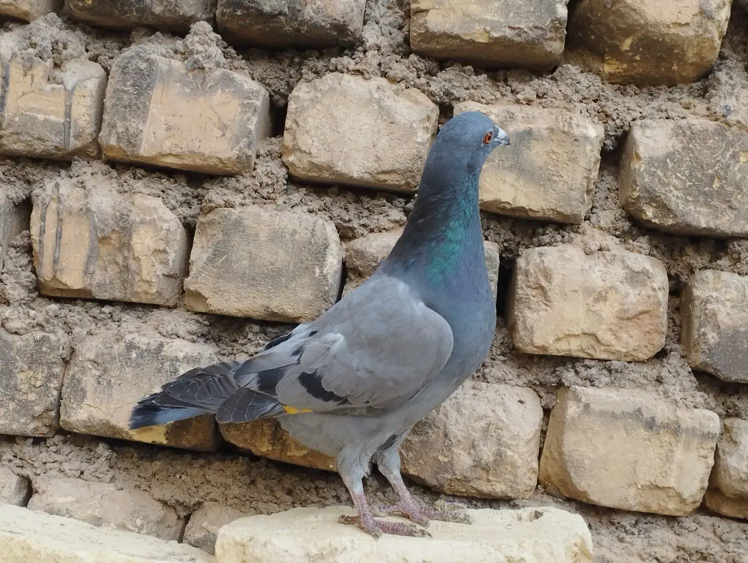 پلاکی جان اردن|پرنده|برخوار, |دیوار