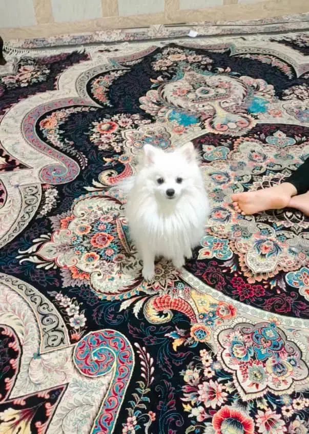 فروش سگ پامرئین برای|سگ|بندرعباس, |دیوار