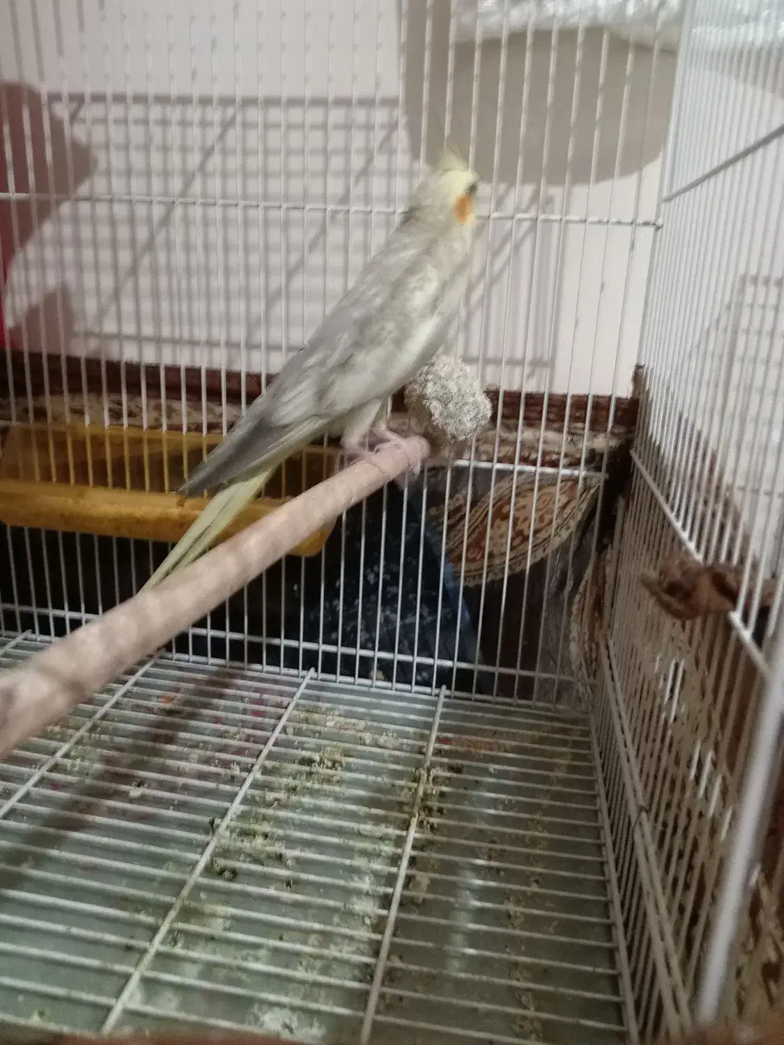 عروس هلندی ومرغ عشق|پرنده|مشهد, جاهد شهر|دیوار