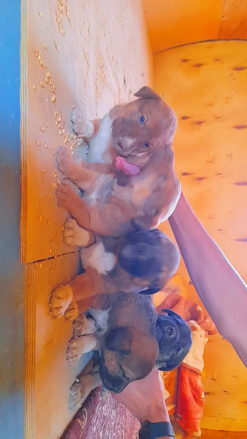 توله‌سگ‌های ژرمن سرابی سالم و باهوش|سگ|یزد, |دیوار