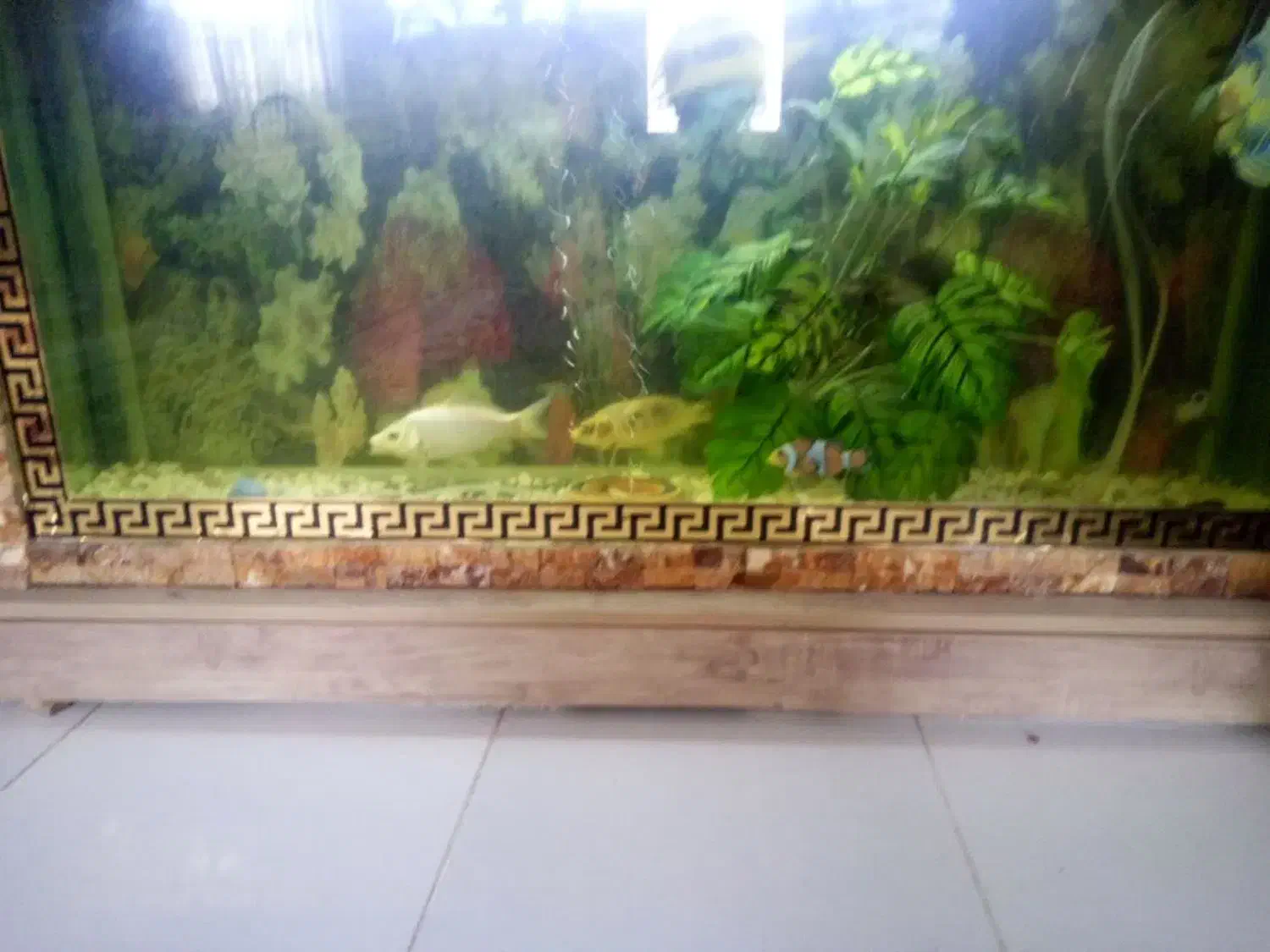 آکواریوم|ماهی|پرند, فاز ۳|دیوار