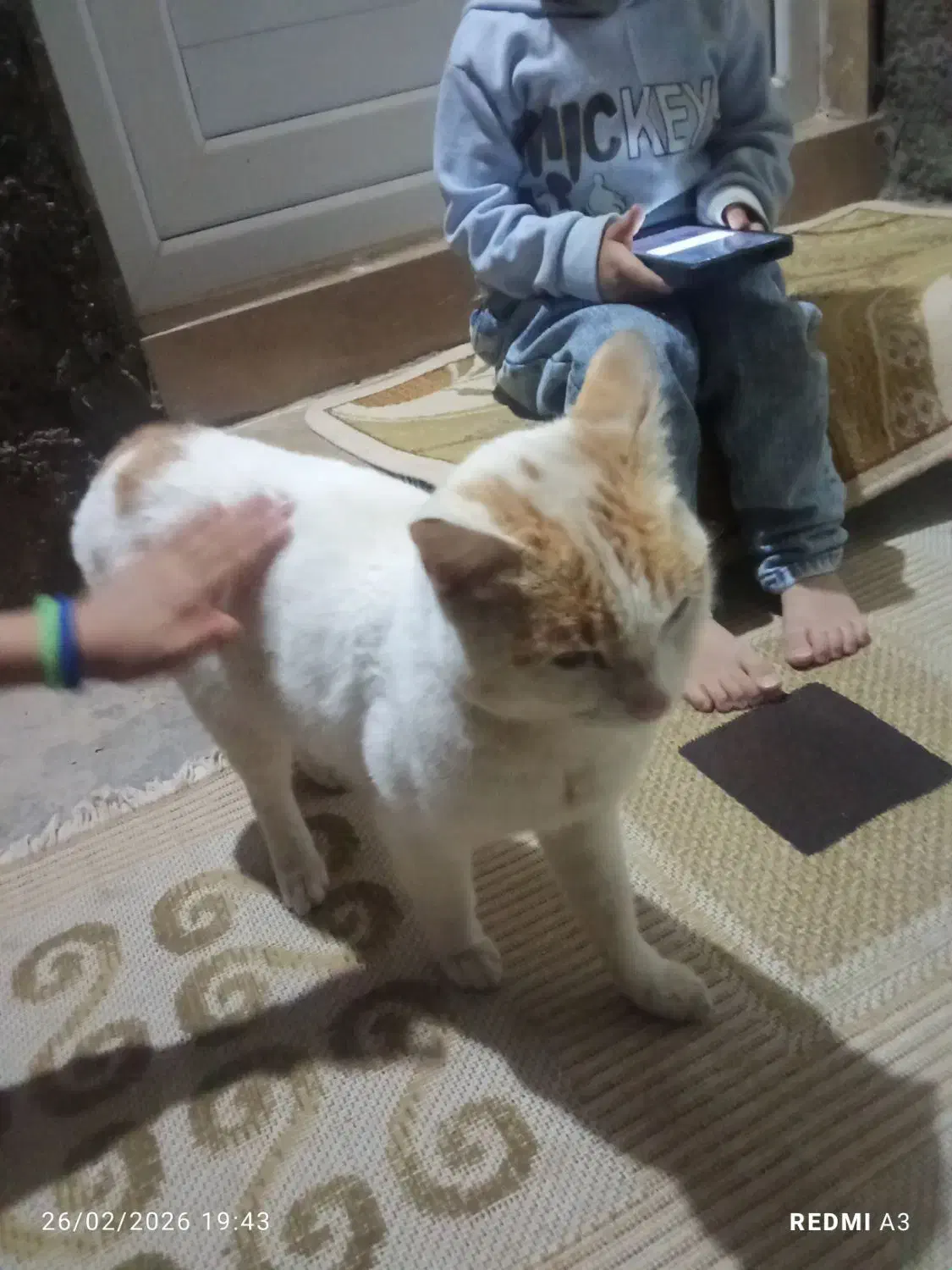 گربه خونگی|گربه|صائین قلعه, |دیوار