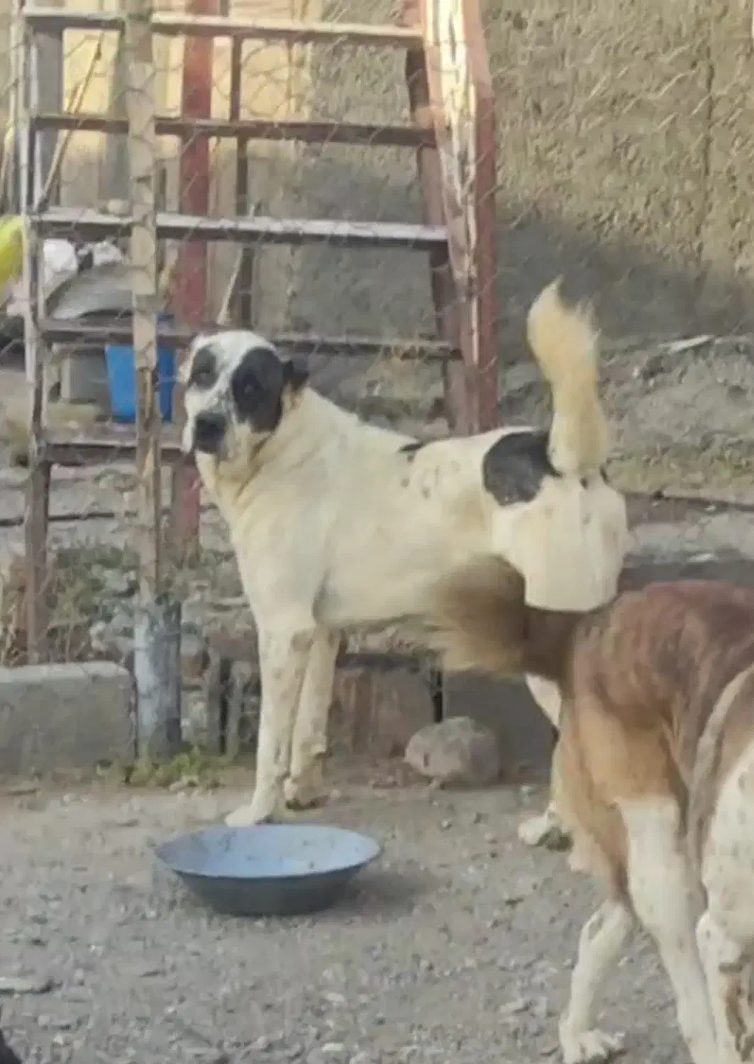 سگ دزدیده شده|حیوانات|اسفراین, |دیوار