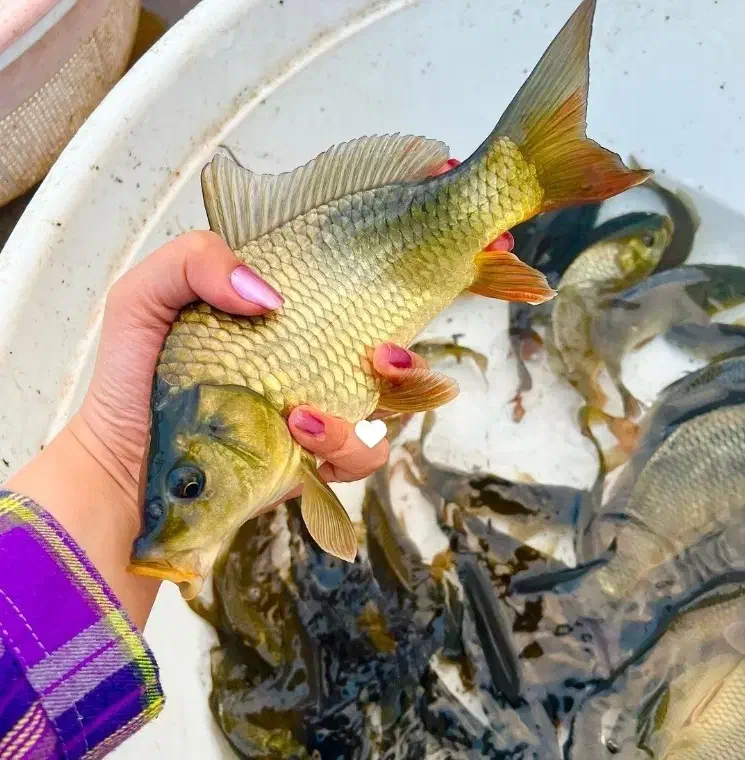 توزیع ماهی کپور آمور پرورش اصفهان|ماهی|اصفهان, ملاصدرا|دیوار