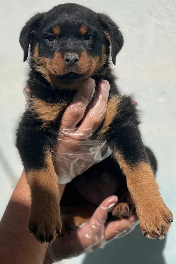 فروش سگ فروش توله سگ ضمانت کتبی|سگ|فردیس, قریشی|دیوار