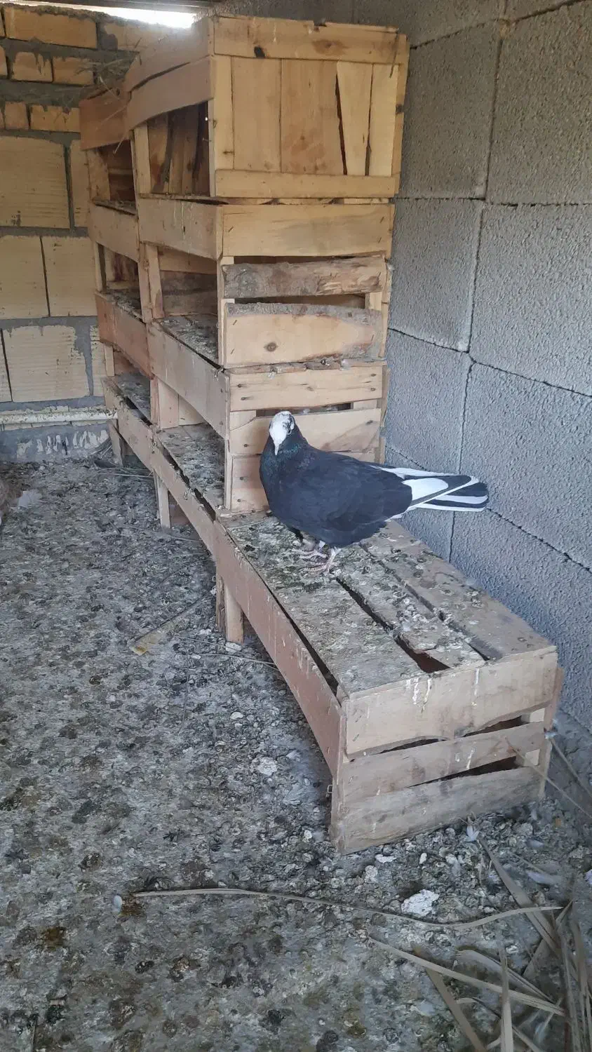 کفترپرشی|پرنده|بندر ماهشهر, |دیوار