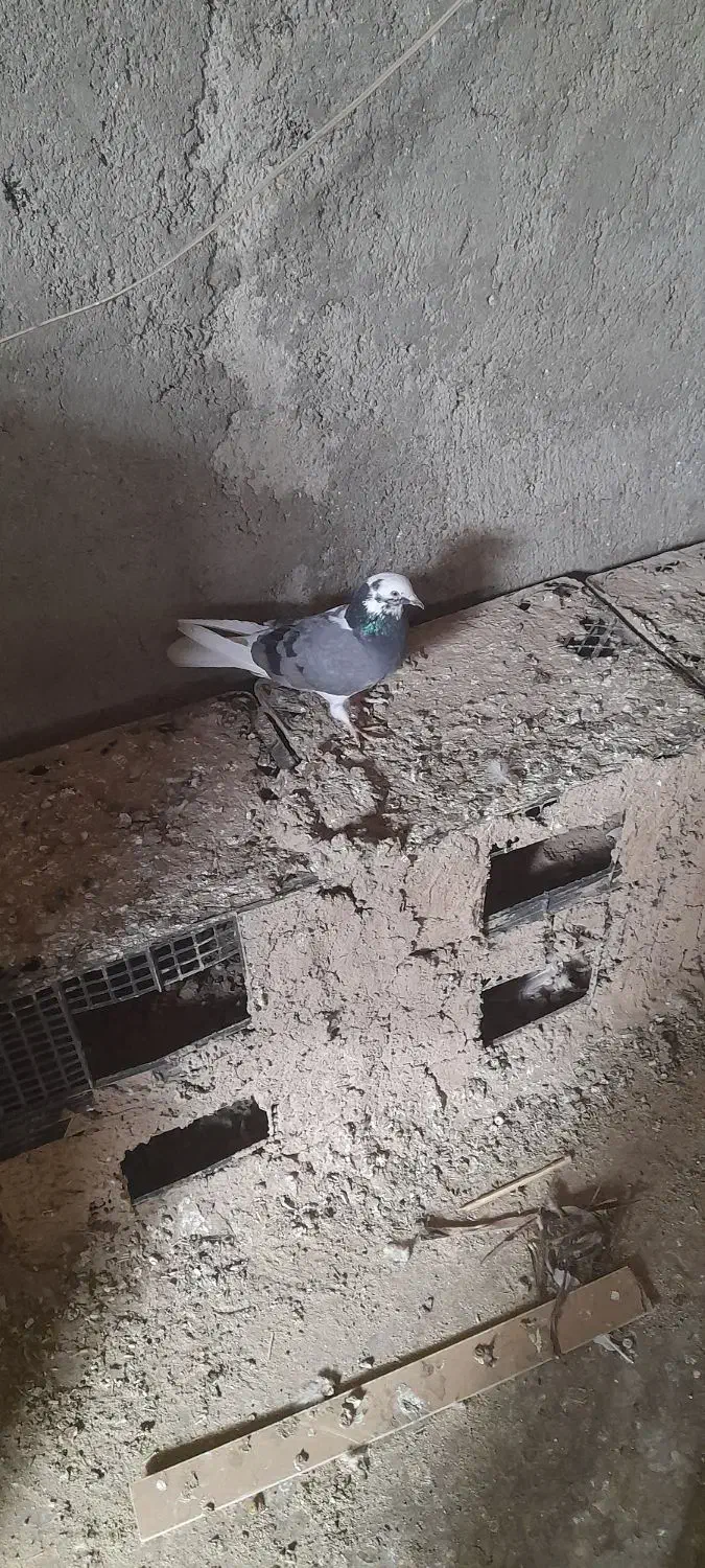 کفتر قلاقی،کله دوم ویک جفت هوایی|پرنده|ملایر, |دیوار