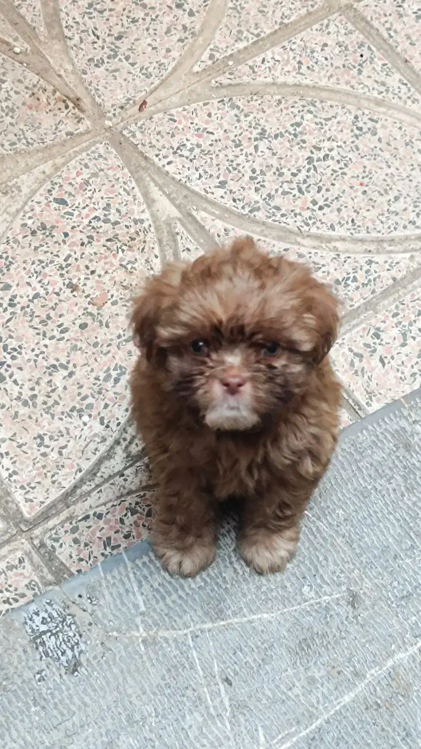 شیتزو چشم آبی بازیگوش پر انرژی خیلی باهوش|سگ|کرج, مصباح|دیوار