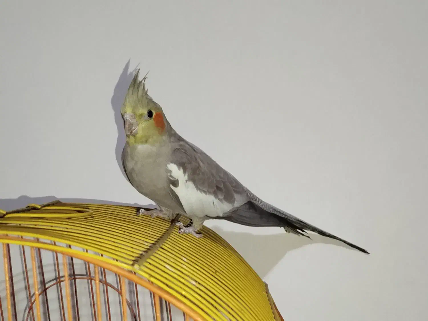 فروش عروس هلندی|پرنده|فولادشهر, C3|دیوار