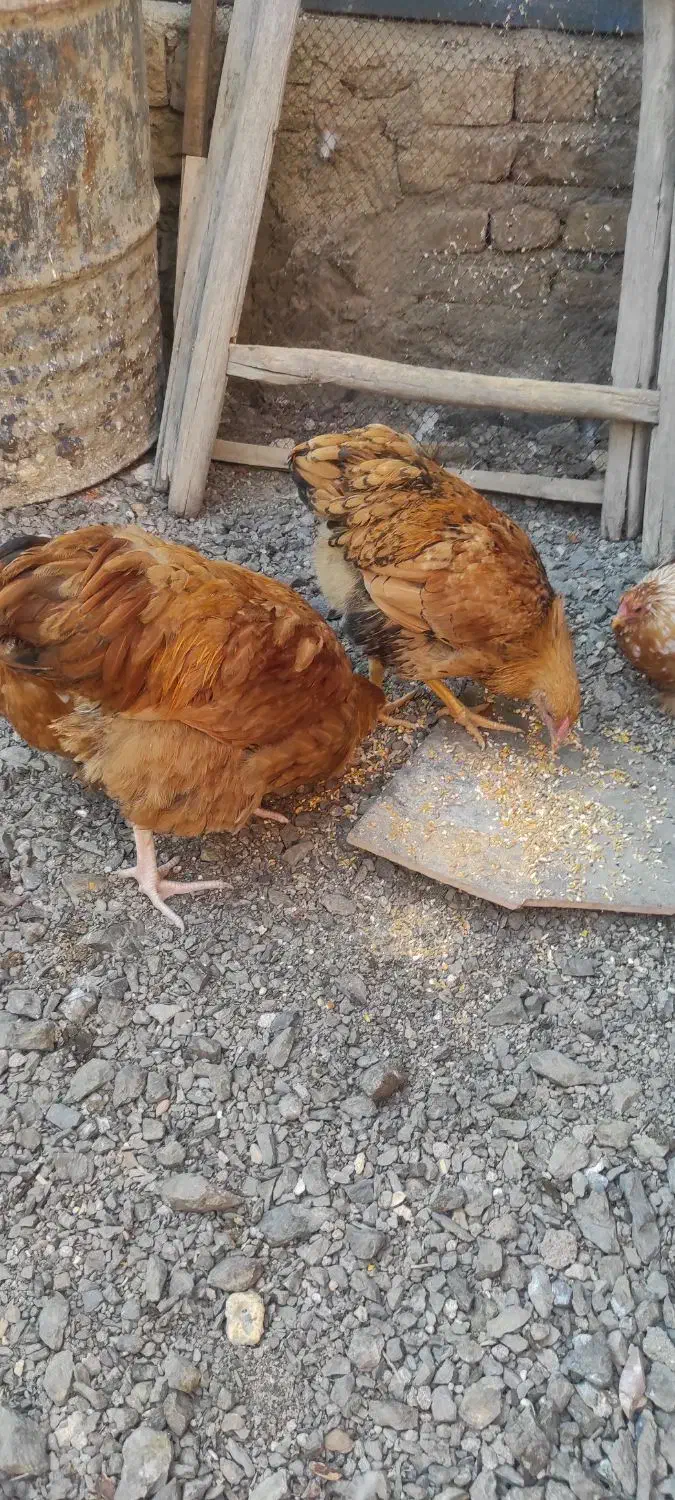 خروس ویاندوت بوف|حیوانات مزرعه|مشهد, ویلاشهر|دیوار