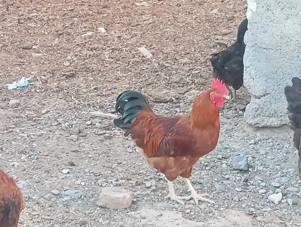 مرغ وخروس روستایی جوان|حیوانات مزرعه|مرند, |دیوار