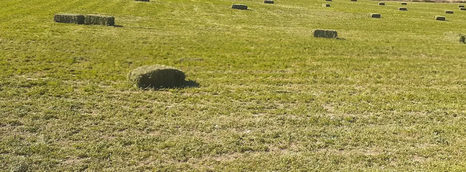 یونجه|خدمات باغبانی و درختکاری|بیجار, |دیوار