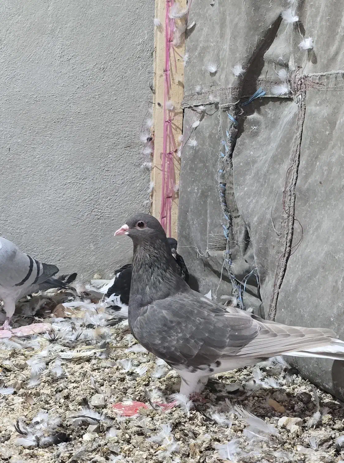 تعدادی شهری و پلاکی|پرنده|کازرون, |دیوار