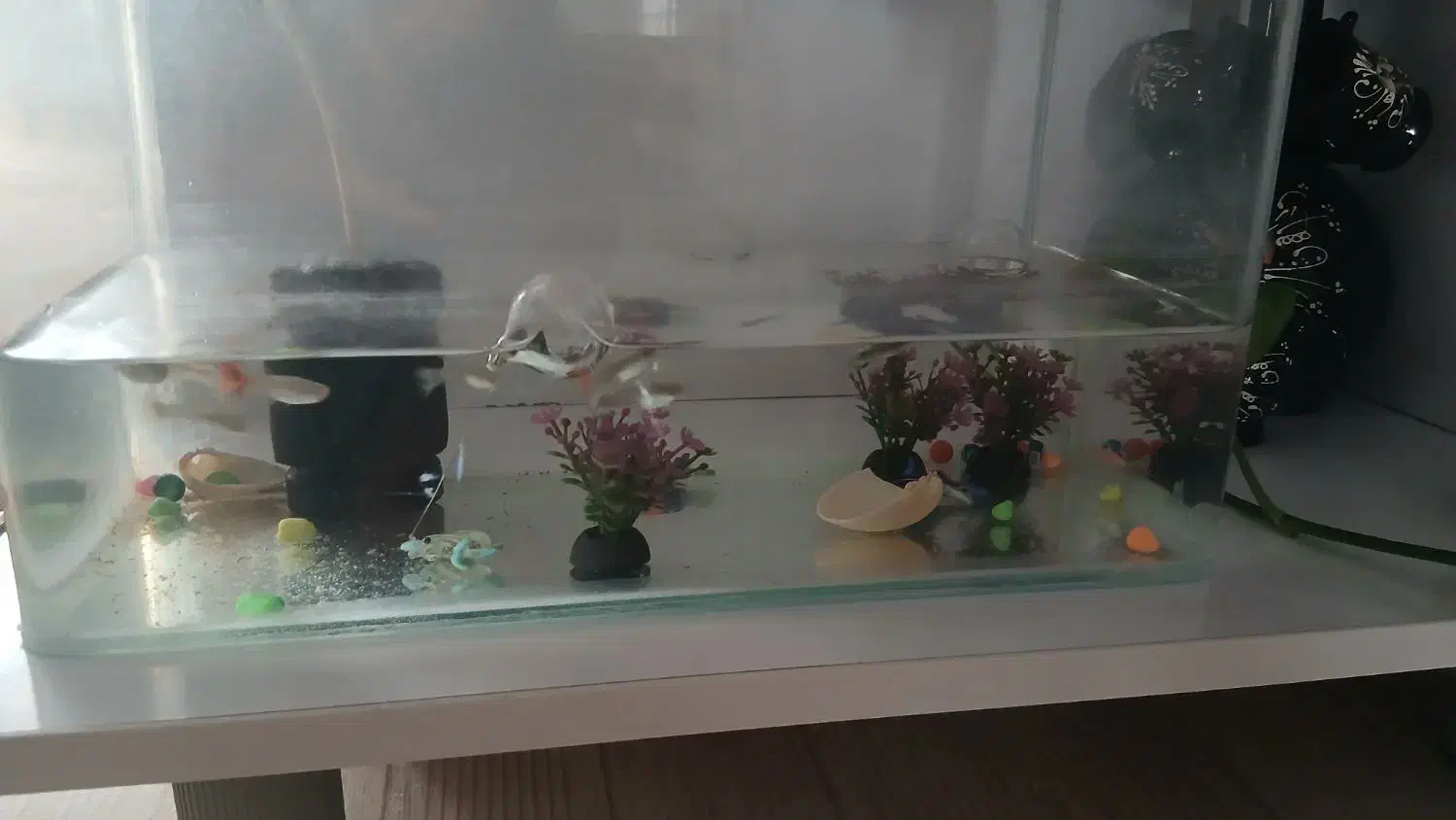 آکواریوم شیشه خم با ماهی با پمپ و...|ماهی|الوند, |دیوار