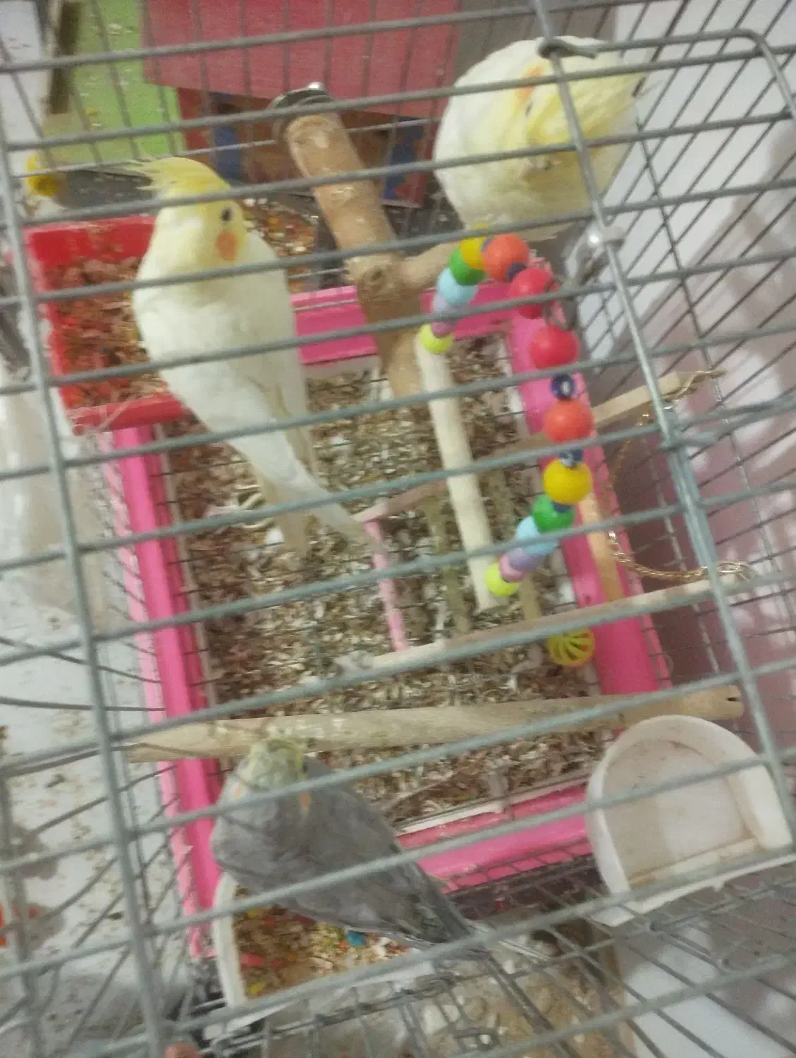 عروس هلندی|پرنده|کرج, حسن آباد|دیوار