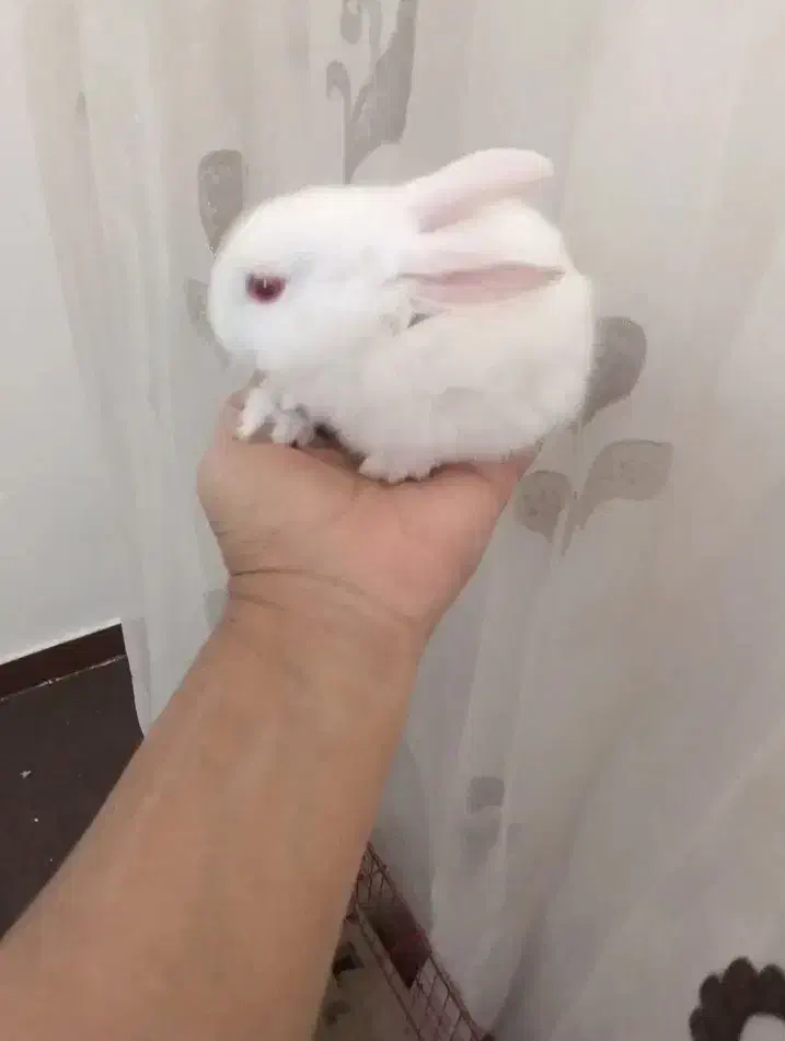 حیوان|موش و خرگوش|امیدیه, |دیوار