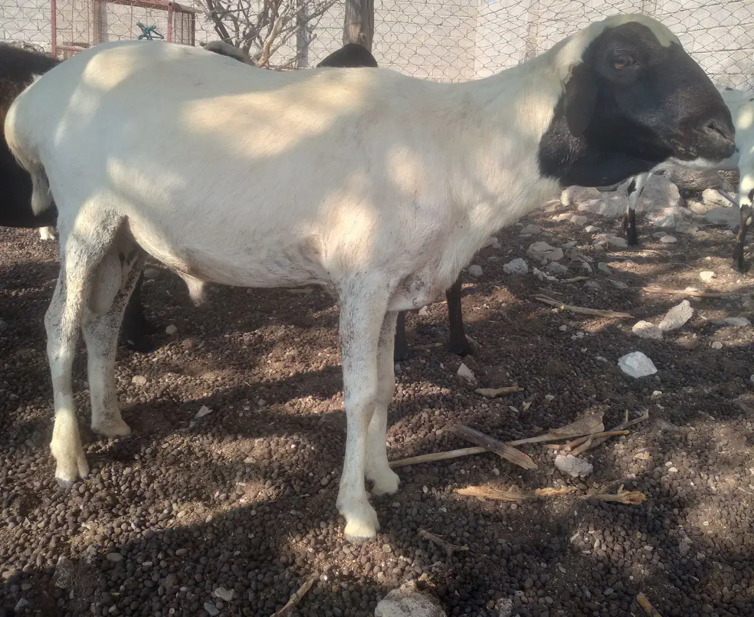 غوچ چهار سال بندر لنگه|حیوانات مزرعه|بندرلنگه, |دیوار