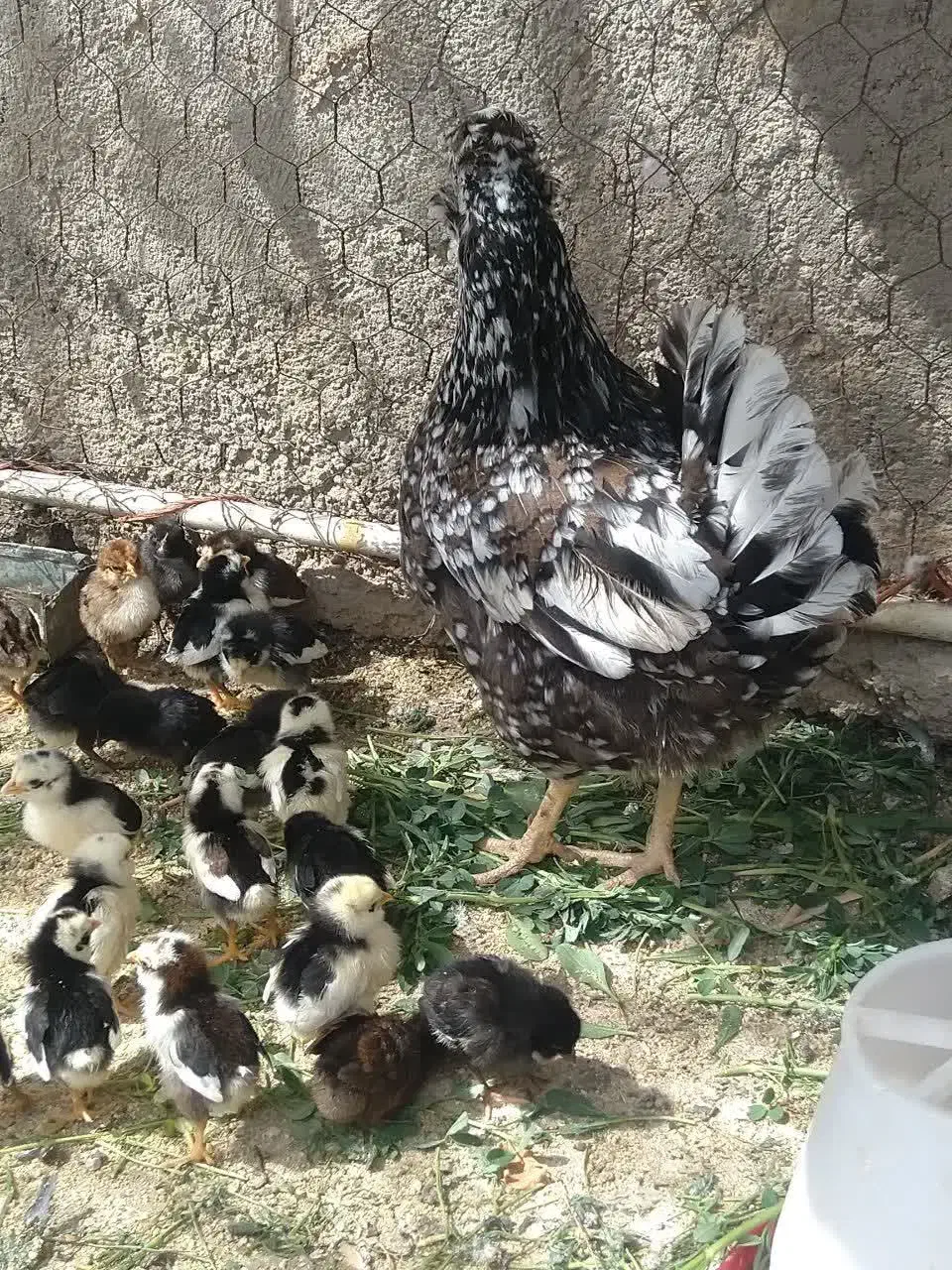 تخم مرغ گلین پنگوئن  نطفه دار|حیوانات مزرعه|قم, قلعه عموحسین|دیوار