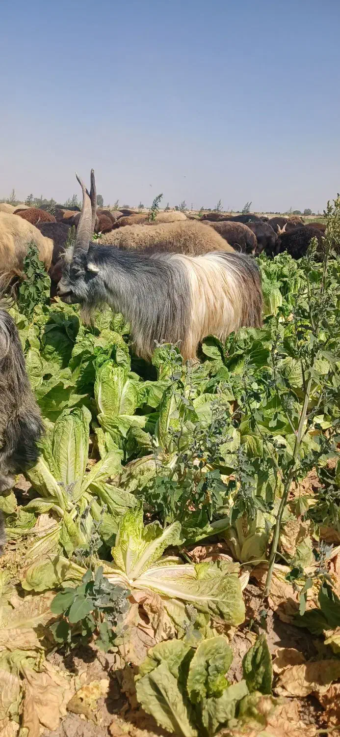 بزغاله نربزی|حیوانات مزرعه|تنکمان, |دیوار