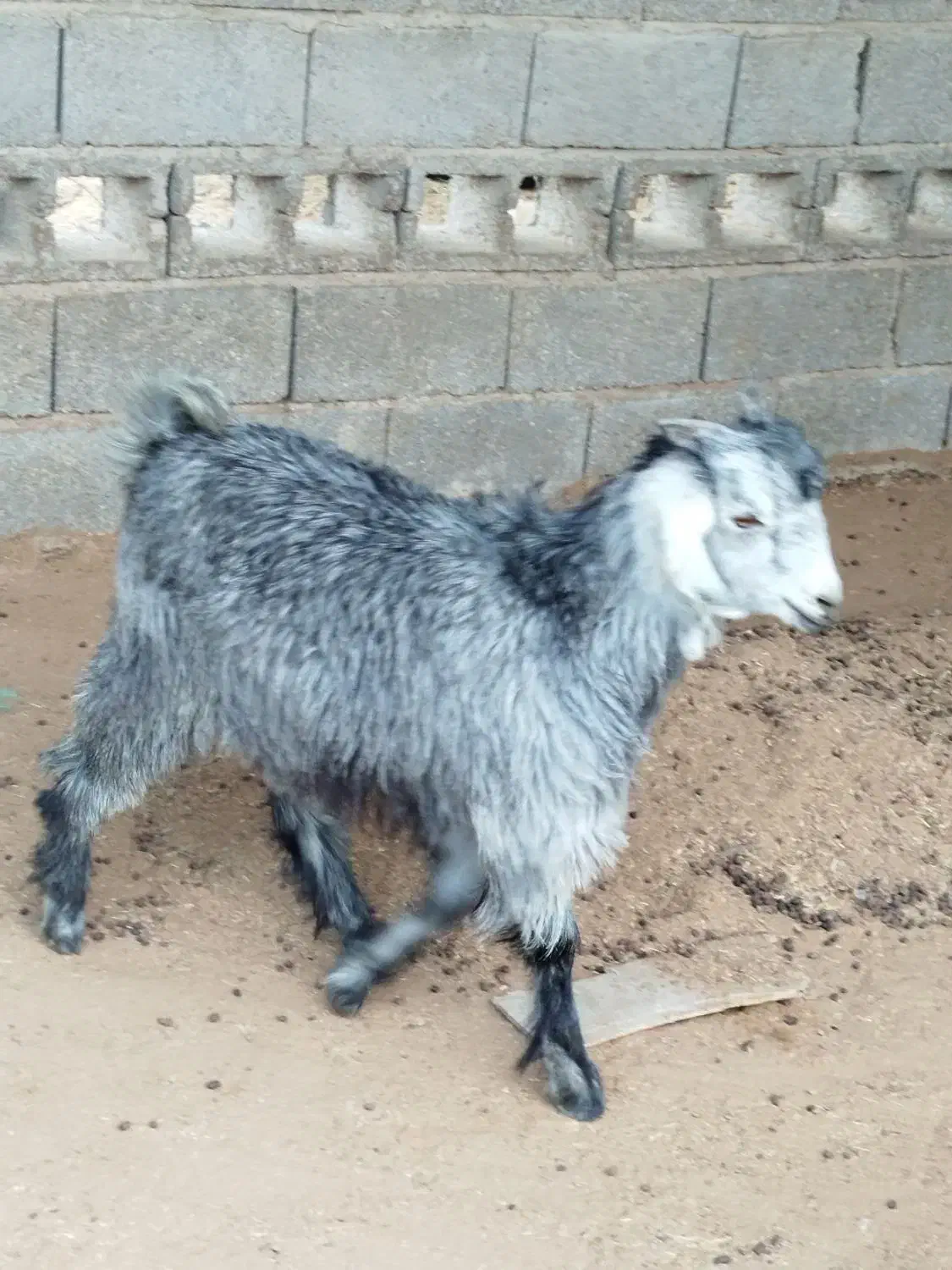 کهره نر|حیوانات مزرعه|قلعه قاضی, |دیوار