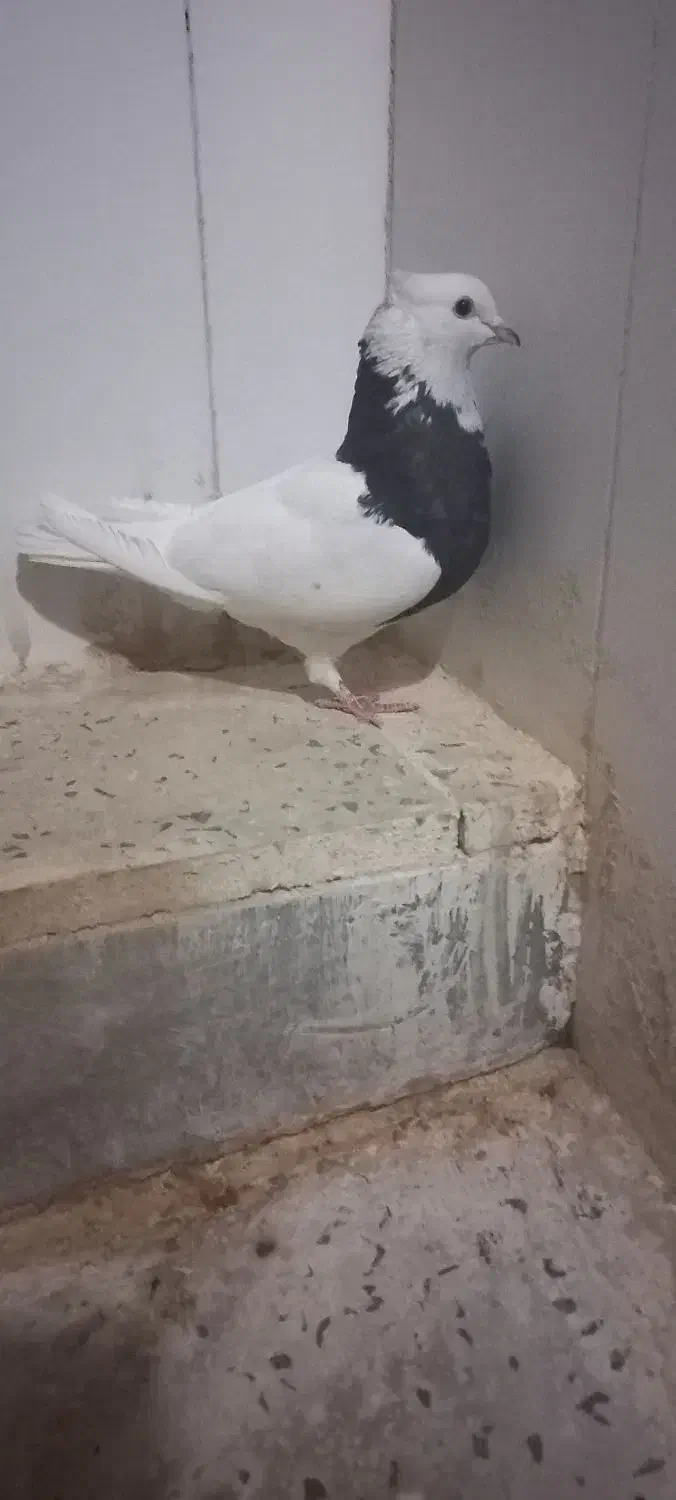 طوقی ماده واکسی|پرنده|دره شهر, |دیوار