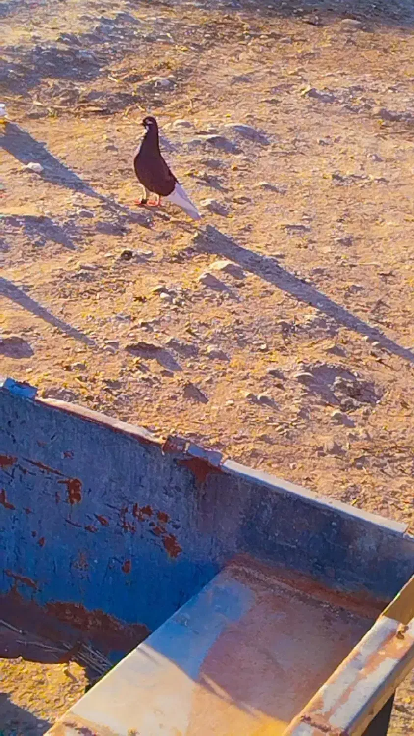 کفتر|پرنده|گنبد کاووس, |دیوار