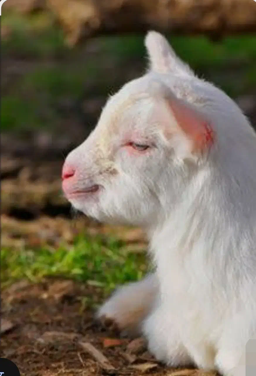 سلاخی بزوگوسفند|خدمات پذیرایی، مراسم|نهاوند, |دیوار