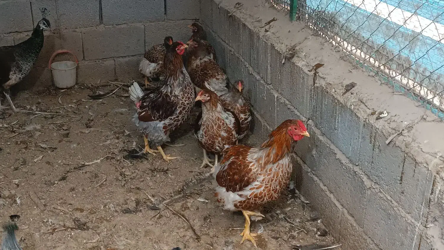 مرغ وخروس ویاندوت|حیوانات مزرعه|خسروشاه, |دیوار