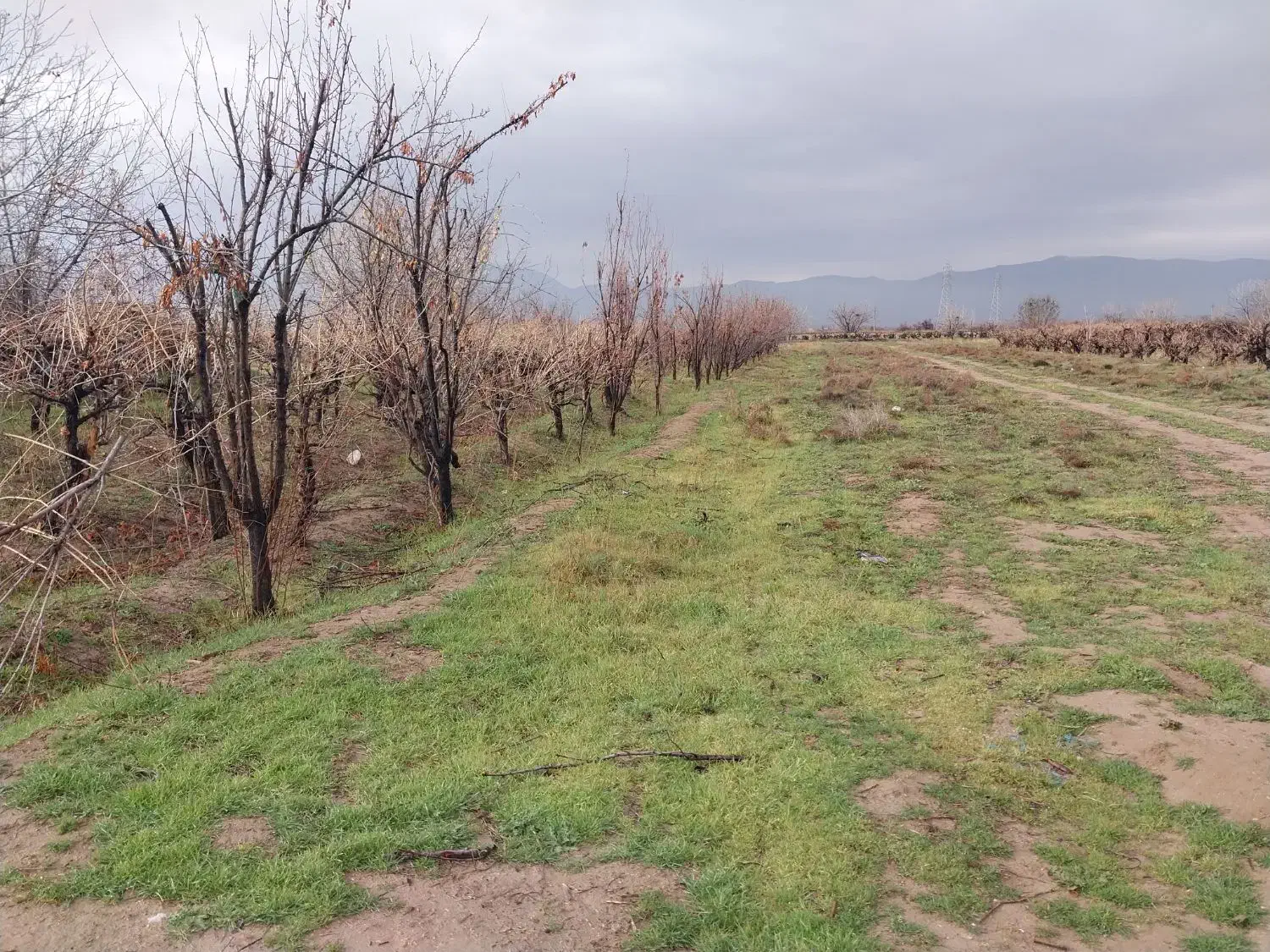 باغ شهری ۱۰۰۰متری|فروش زمین و ملک کلنگی|کوار, |دیوار