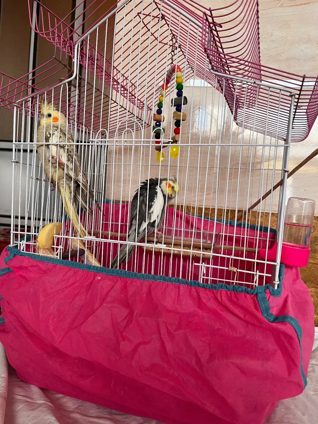 عروس هلندی مولد|پرنده|بندر انزلی, نیمه شعبان|دیوار