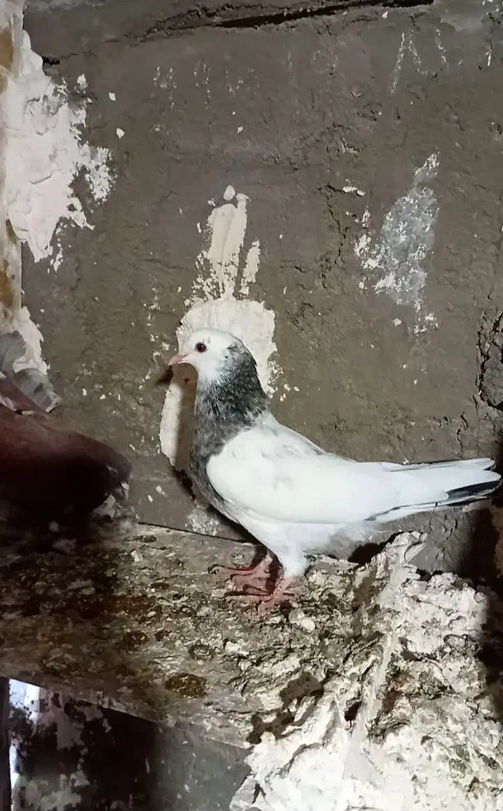 تعداد‌ی‌کفتر|پرنده|ابهر, |دیوار