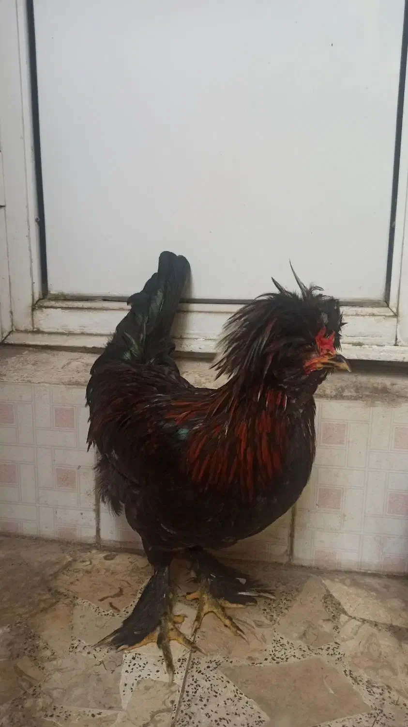 زینتی ، سلطان ، خروس و مروغ|حیوانات مزرعه|رشت, فلسطین|دیوار