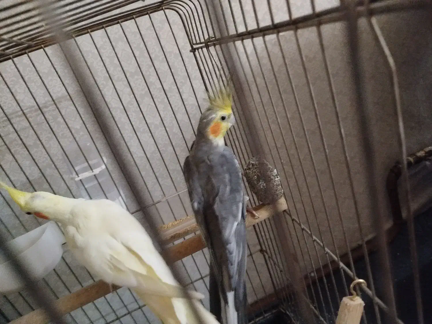 عروس هلندی نرو ماده جفت|پرنده|تهران, اوقاف|دیوار