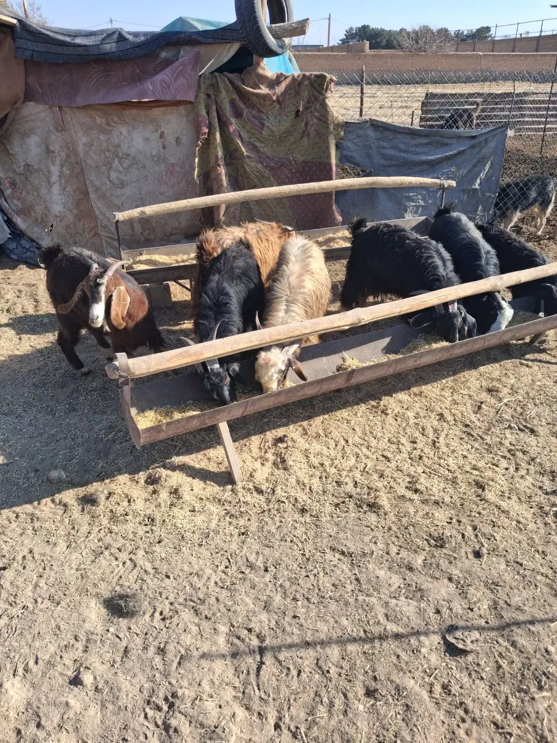 ۵ راس کهره و یک بز جوان چاق|حیوانات مزرعه|مرودشت, استادیوم|دیوار